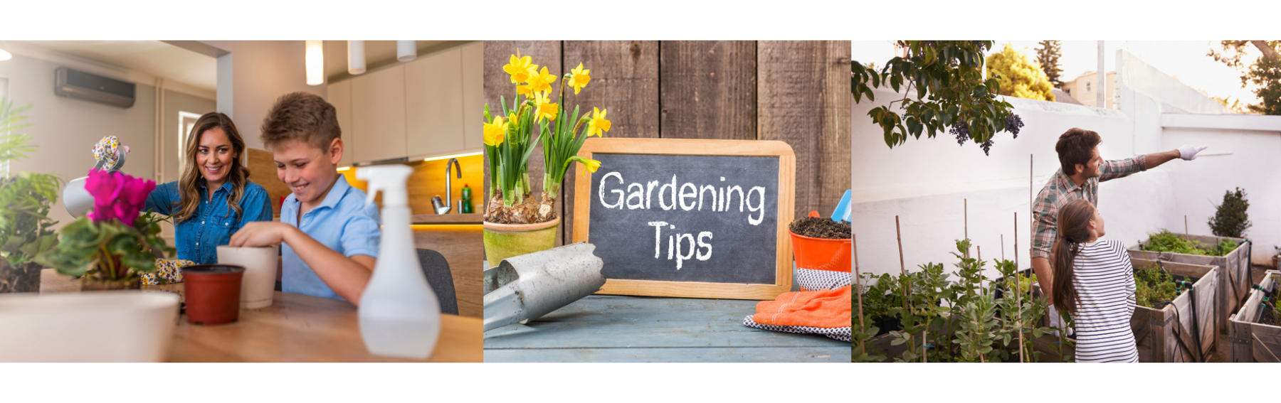 20 Amazing Gardening Tips and Tricks - CGASPL