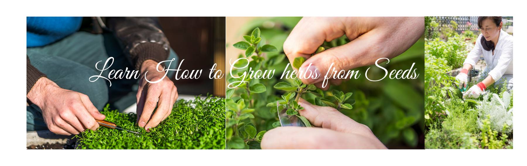 Let's Learn How To Grow Herbs from Seeds - CGASPL