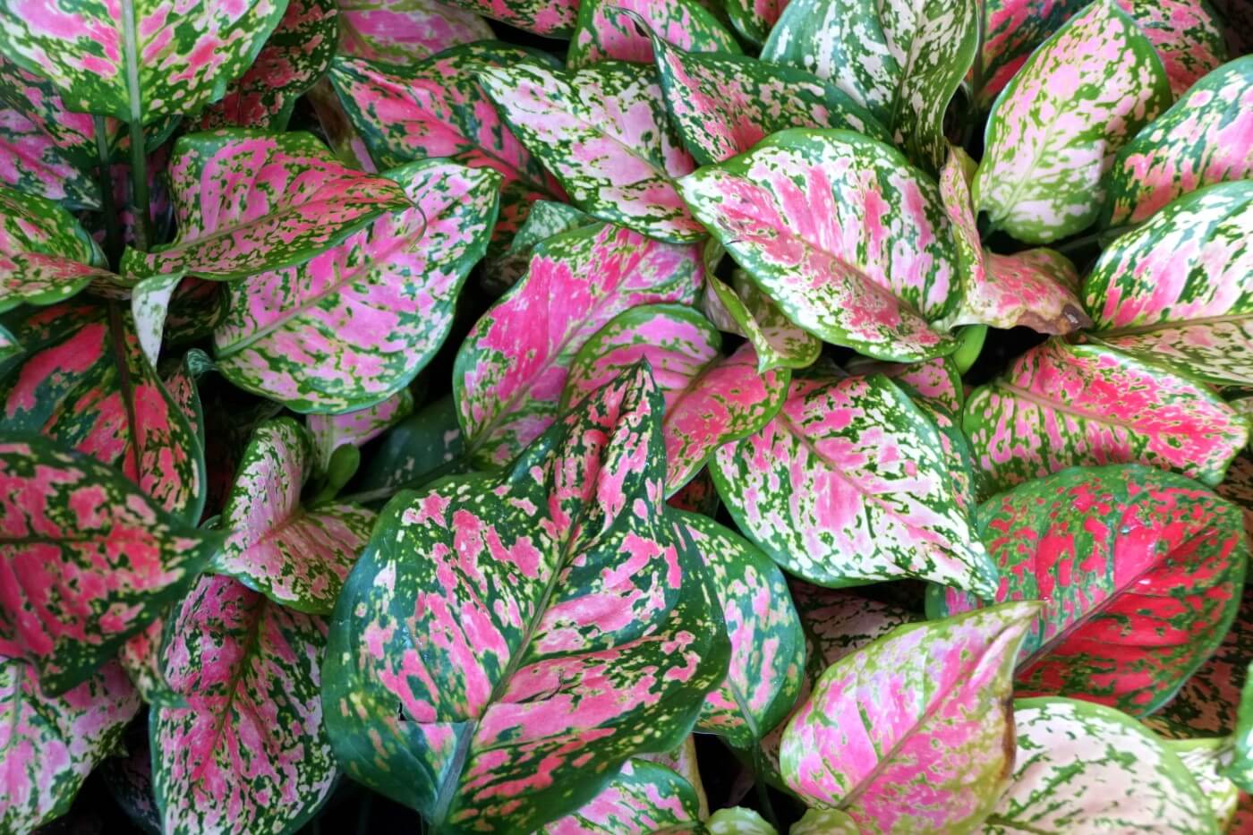 Aglaonema Plants: How to Grow and Care for them  ChhajedGarden.com