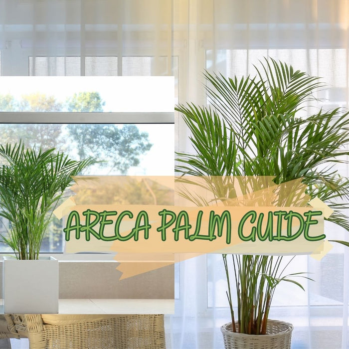 Areca Palm Guide