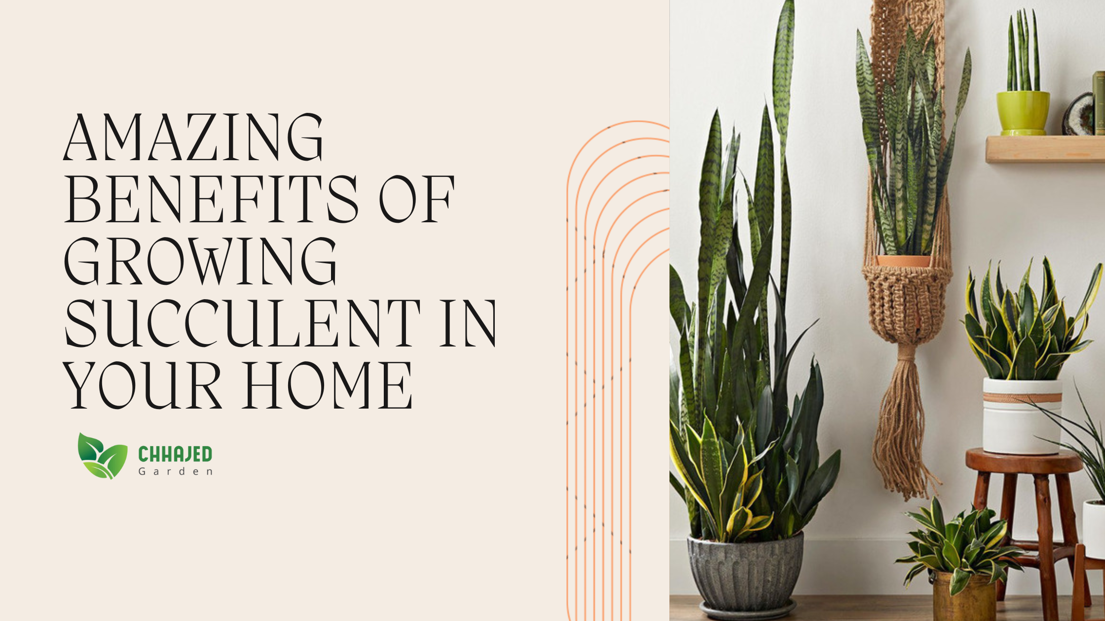10 Amazing Benefits Of Growing Succulent Plants In Your Home   ChhajedGarden.com