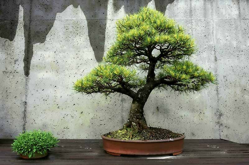 Top Benefits of the Bonsai Plants That Make It a Must-Buy for Your Home or  Office, by Green Decor