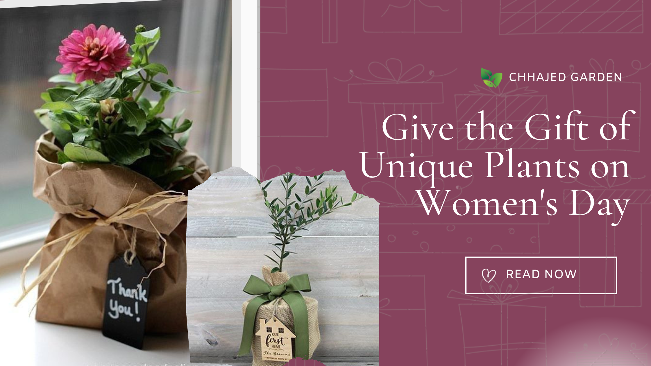 Give the Gift of Green 10 Unique Plant Gift Ideas for Women's Day