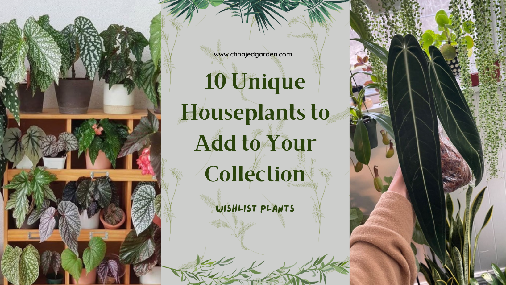 10 Hidden Gem Houseplants to Add to Your Collection