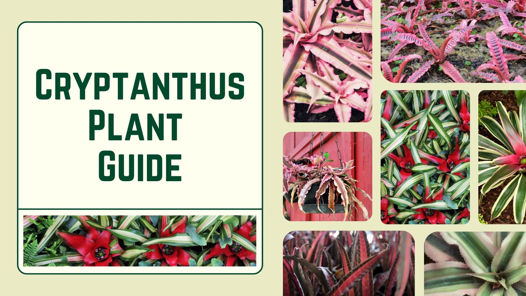 Cryptanthus Plant Guide