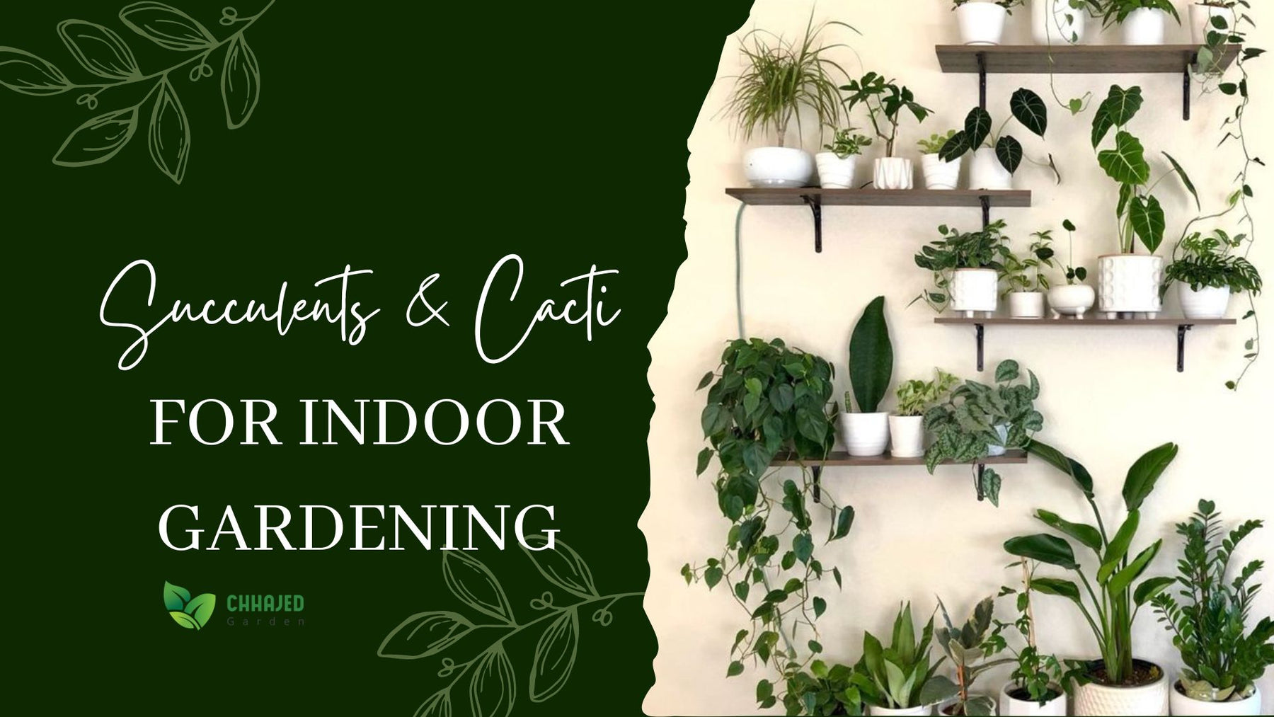 Top 10 Succulents & Cacti For Easy Indoor Gardening