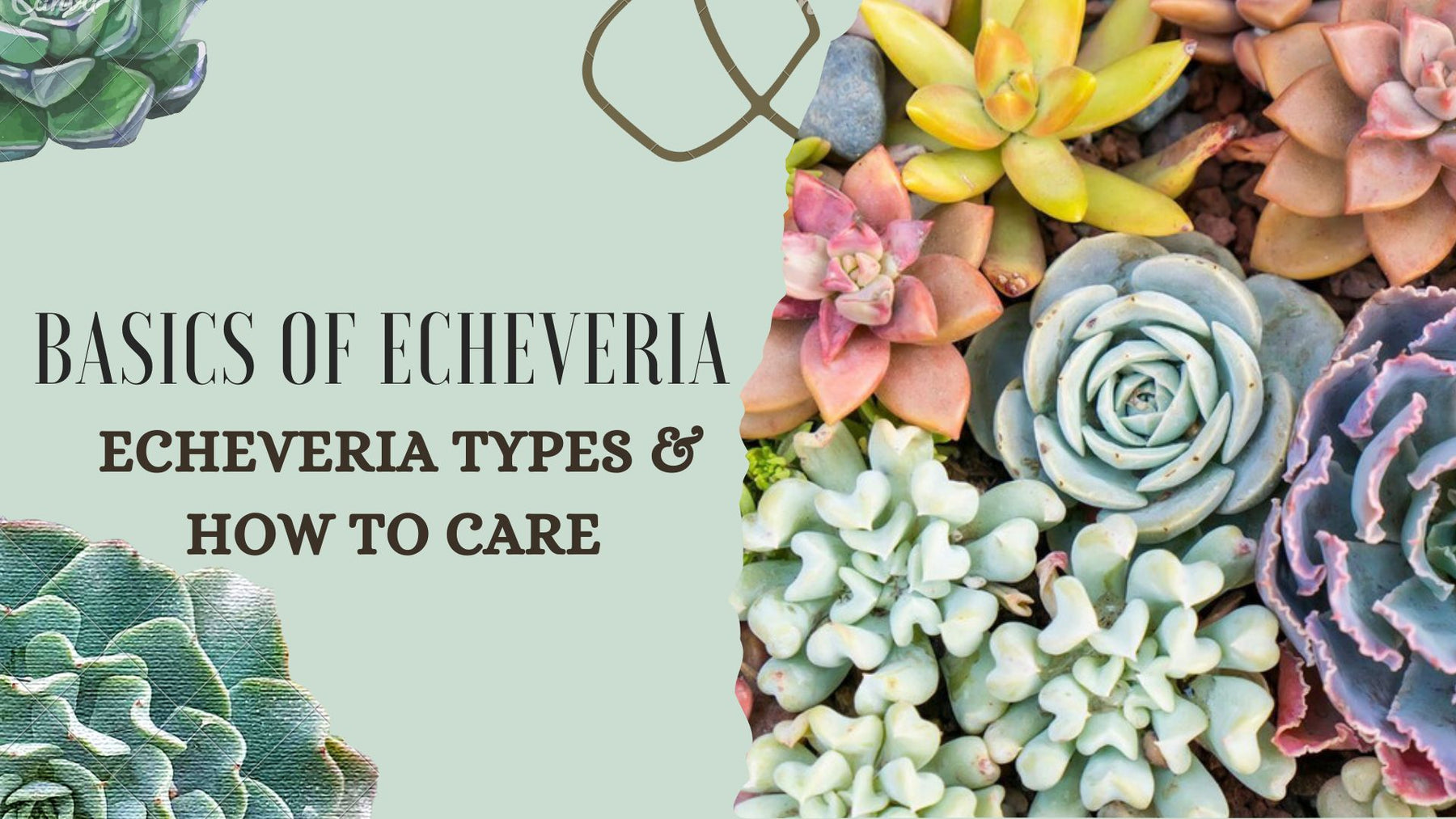 An Echeveria Encyclopedia: A Complete Guide To Echeveria Plants