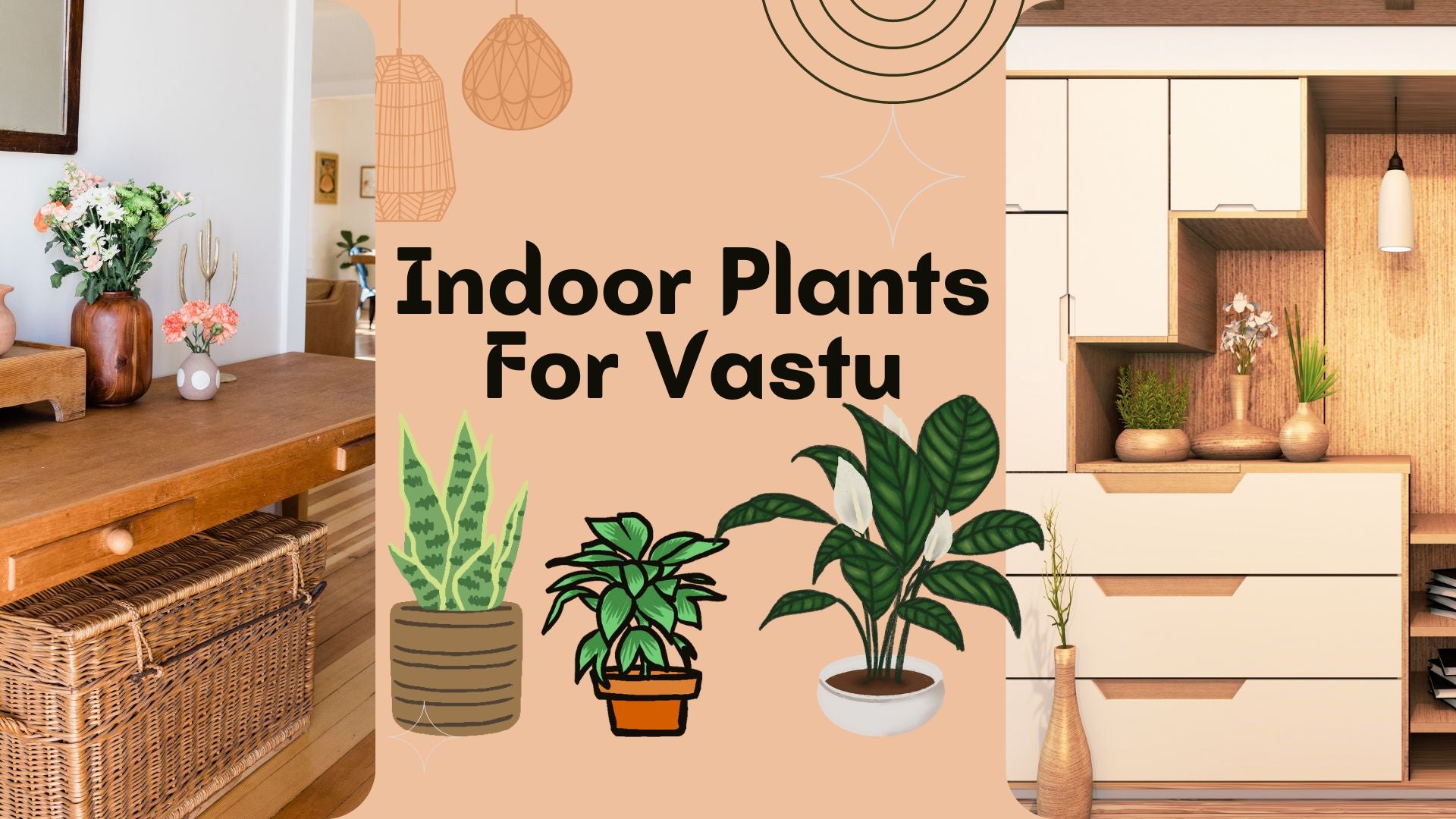 10 Best Indoor Plants according to Vastu – ChhajedGarden.com