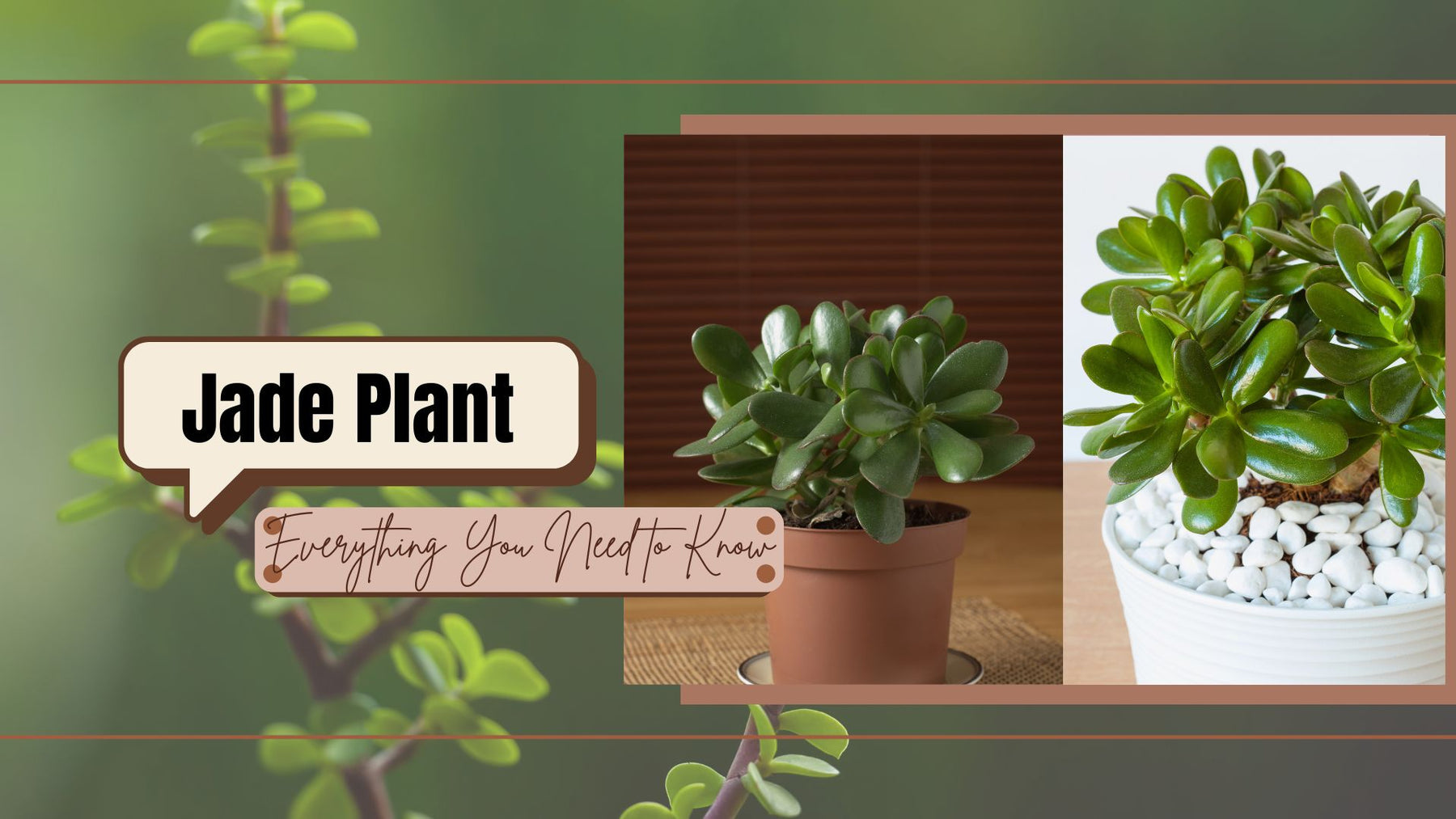 Jade Plant 101: Everything You Need to Know