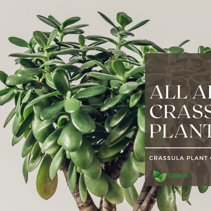 The Crassula Collection: A Guide To Types, Sub-Varieties, & How To Care