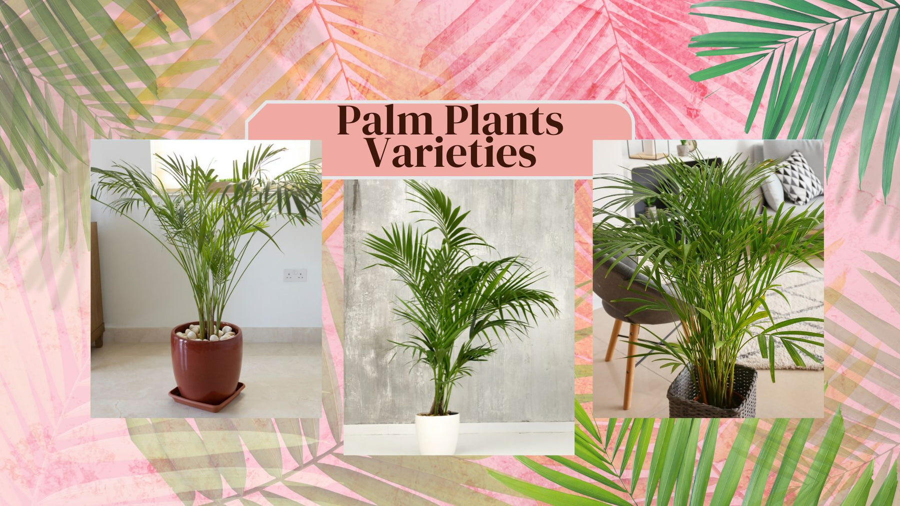 Top 13 Palm Plants Varieties