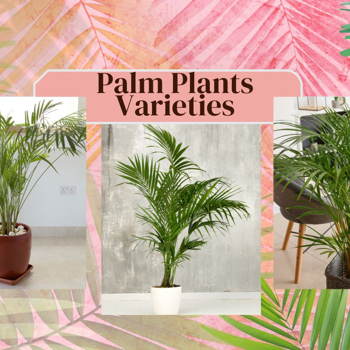 Top 13 Palm Plants Varieties