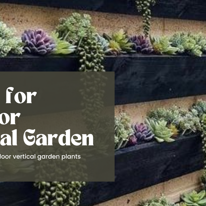15 Plants for Outdoor Vertical Gardens in India
