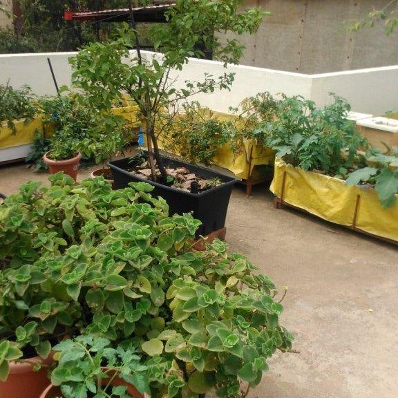 How to Create a Kitchen Garden on Terrace - CGASPL