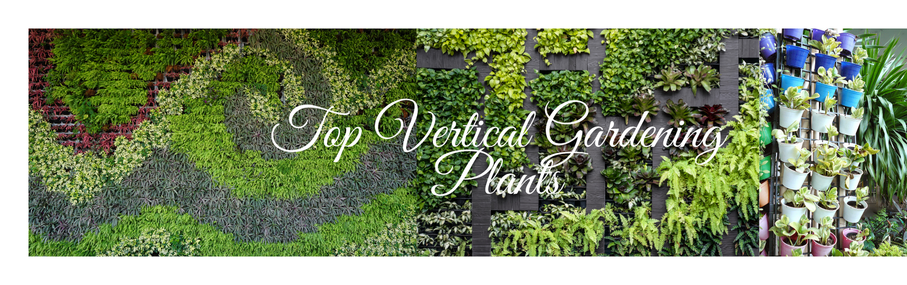 Best Plants For Indoor Vertical Gardening - CGASPL