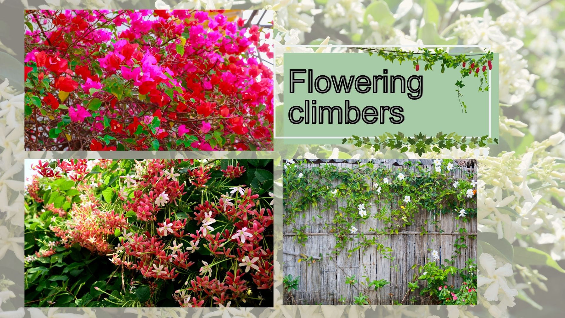 Top 13 flowering climbers for an Indian garden