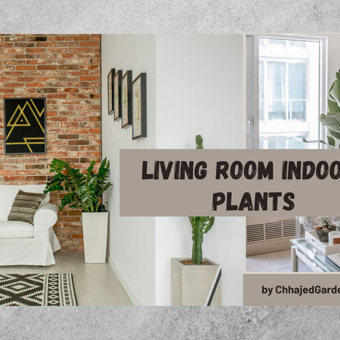 Perfectly sized indoor plants for your living room