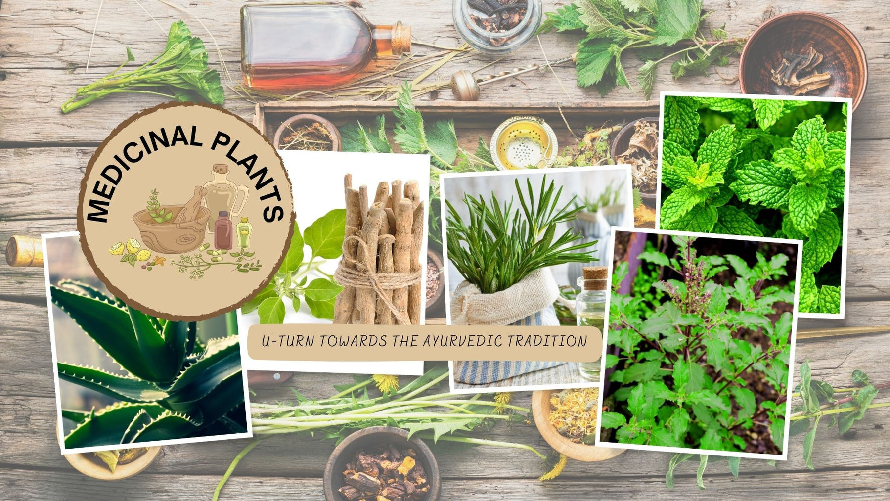 Top 10 Medicinal Plants of India - CGASPL