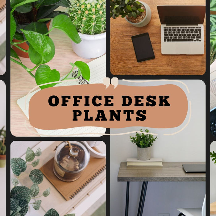 18 Desk Plants to Brighten your Workspace