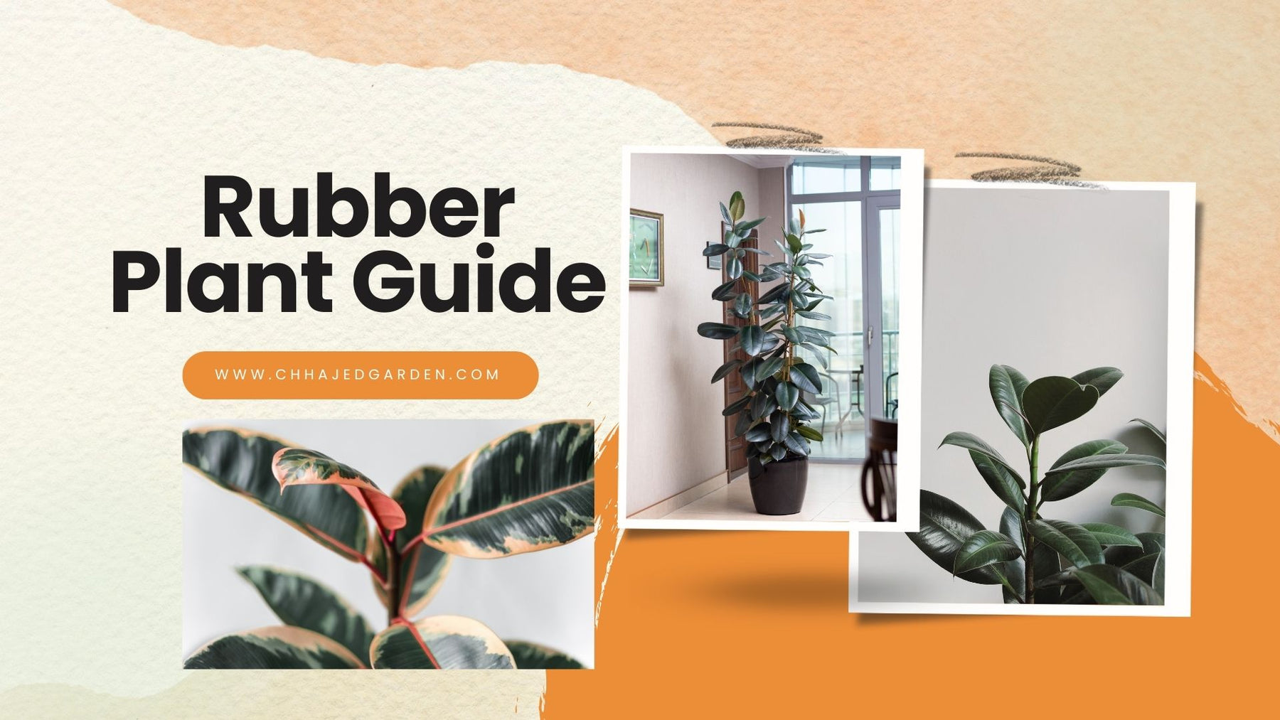 Rubber Plant Guide: Everything You Should Know About Growing Rubber Plants