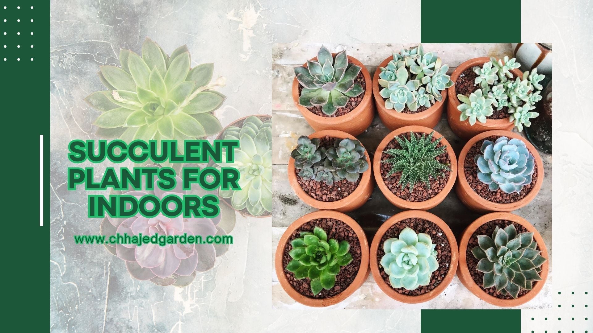 Succulent Plants for Indoors 30 Best Varieties for Your Home