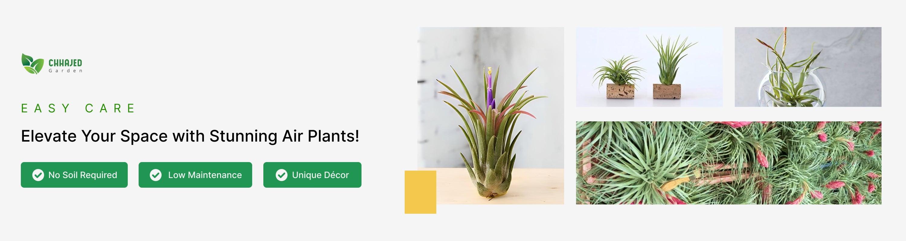 Buy Air Plants Online in India at the Best Price