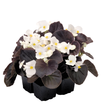 Begonia Semperflorens Nightlife White
