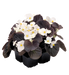 Begonia Semperflorens Nightlife White