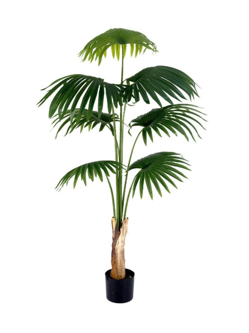1.6m 7 Leaves Fan Palm  Plant In Pot