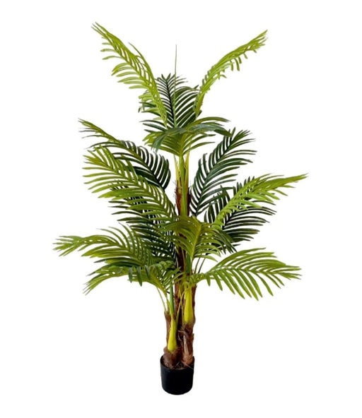 1.5m 3 Stem 15 Coir Palm  Plant In Pot