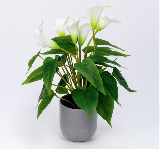6 Rubber Calla Lily with 30 Real Touch Leaves in Pot