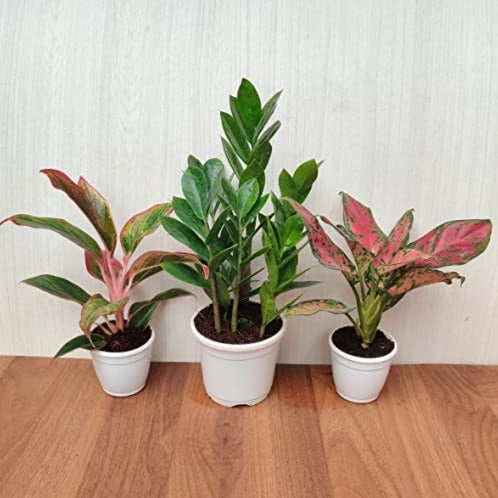 Air Purifying Indoor Plants Combo - ZZ Plant, Red Aglaonema