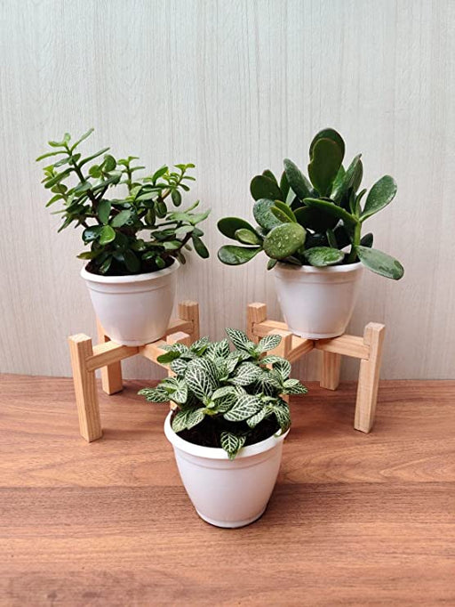 Set of Air Purifying Plants in Plastic Pots for Home and Office