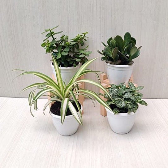 air purifying plants set Air Purifying Plant Set - Jade, Crassula, Fittonia, Cholrophytum