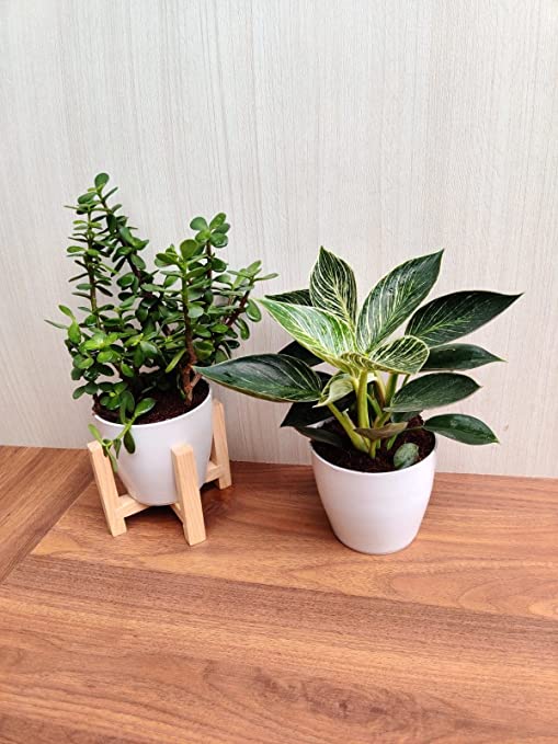 philodendron lucky plant Lucky Jade & Philodendron Birkin Plant Combo with Plastic Pots