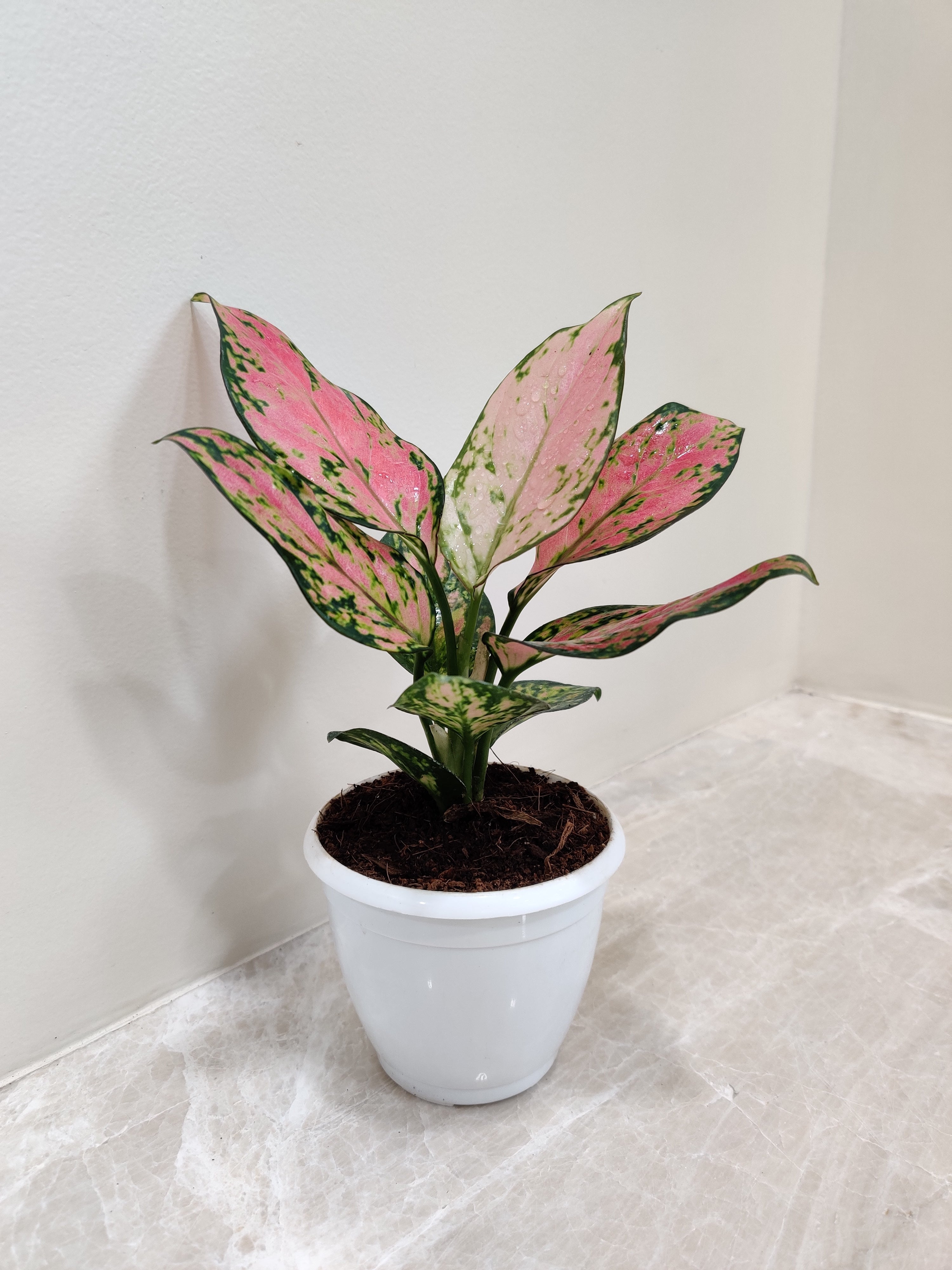 aglaonema angel Aglaonema Angel Small Plant