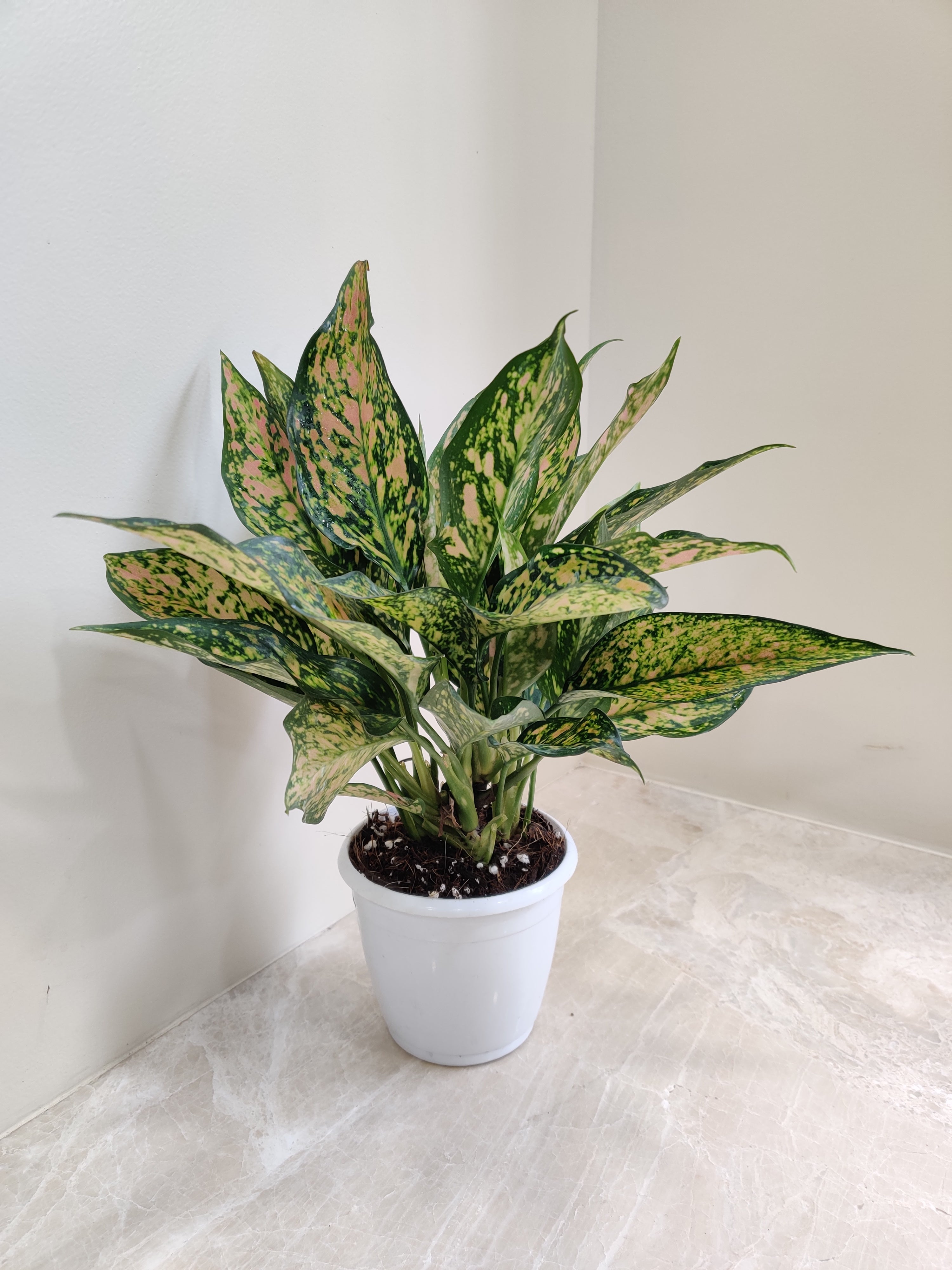 aglaonema plant green Aglaonema Green Rosy Plant