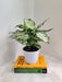 Aglaonema Snow Anjuman easy care indoor plant