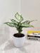 Healthy Aglaonema White Anjuman indoor plant
