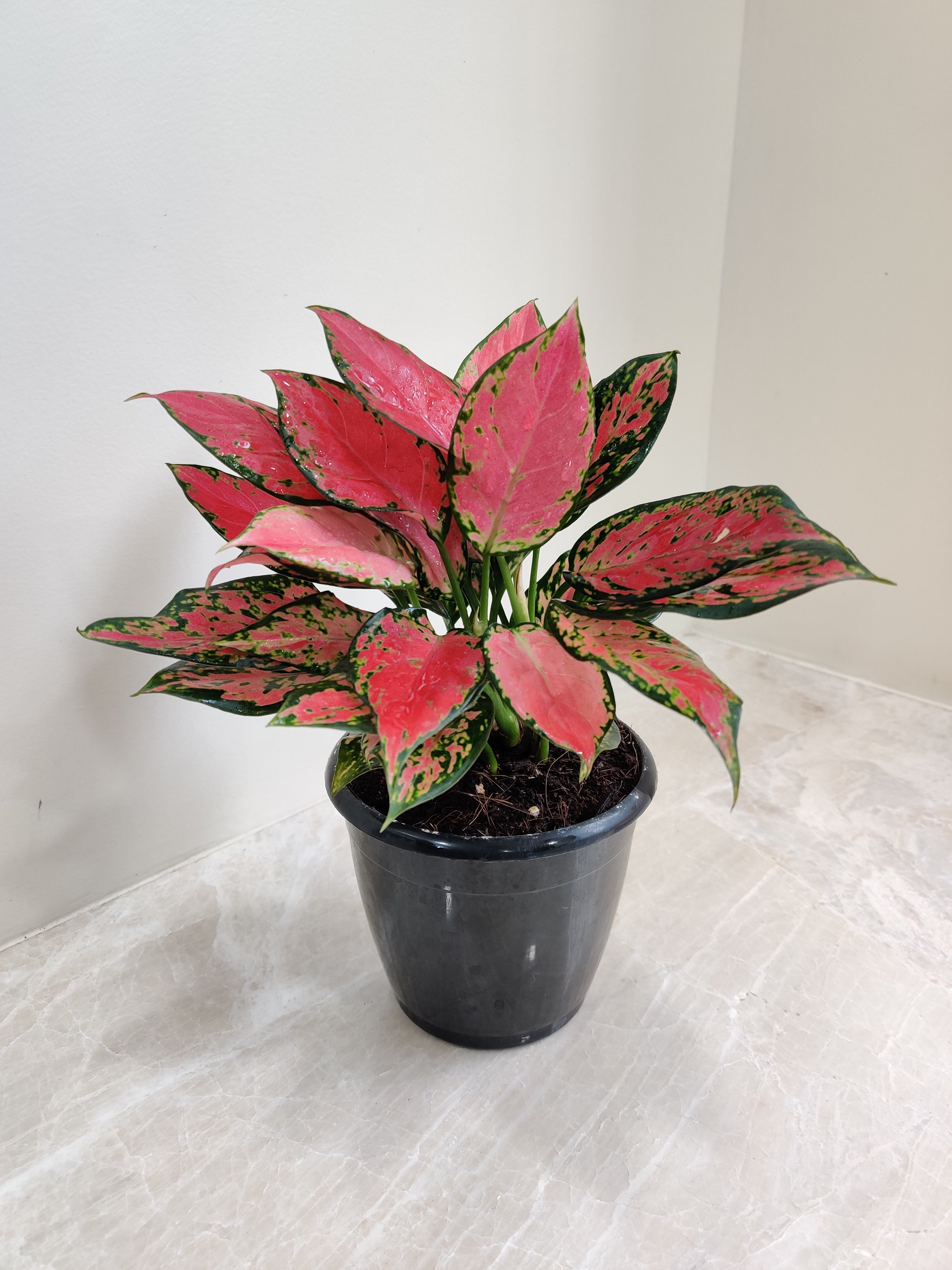 Vibrant Aglaonema Red Valentine Plant