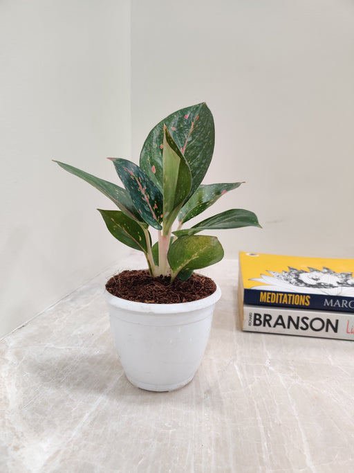 Indoor Aglaonema 'Star Dust' Plant with decorative leaves