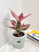 Corporate gifting Aglaonema Pink Beauty plant