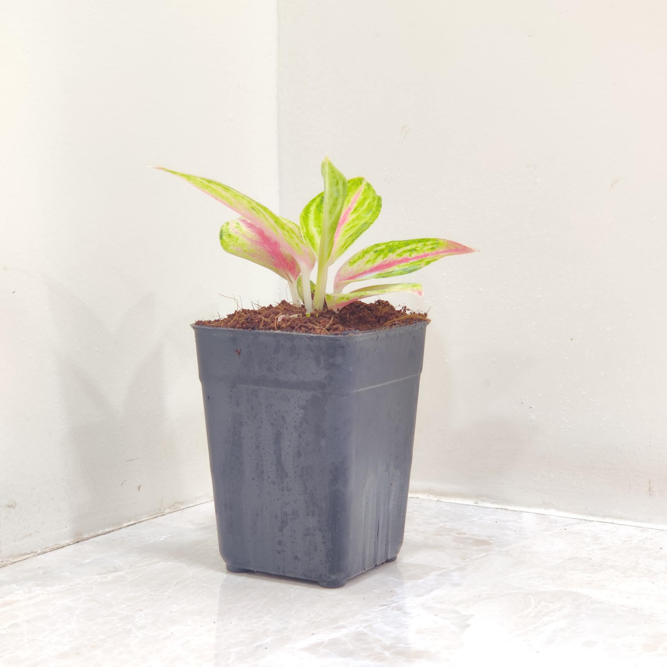 Aglaonema Golden Papaya Plant In 7 Cm Pot – ChhajedGarden.com