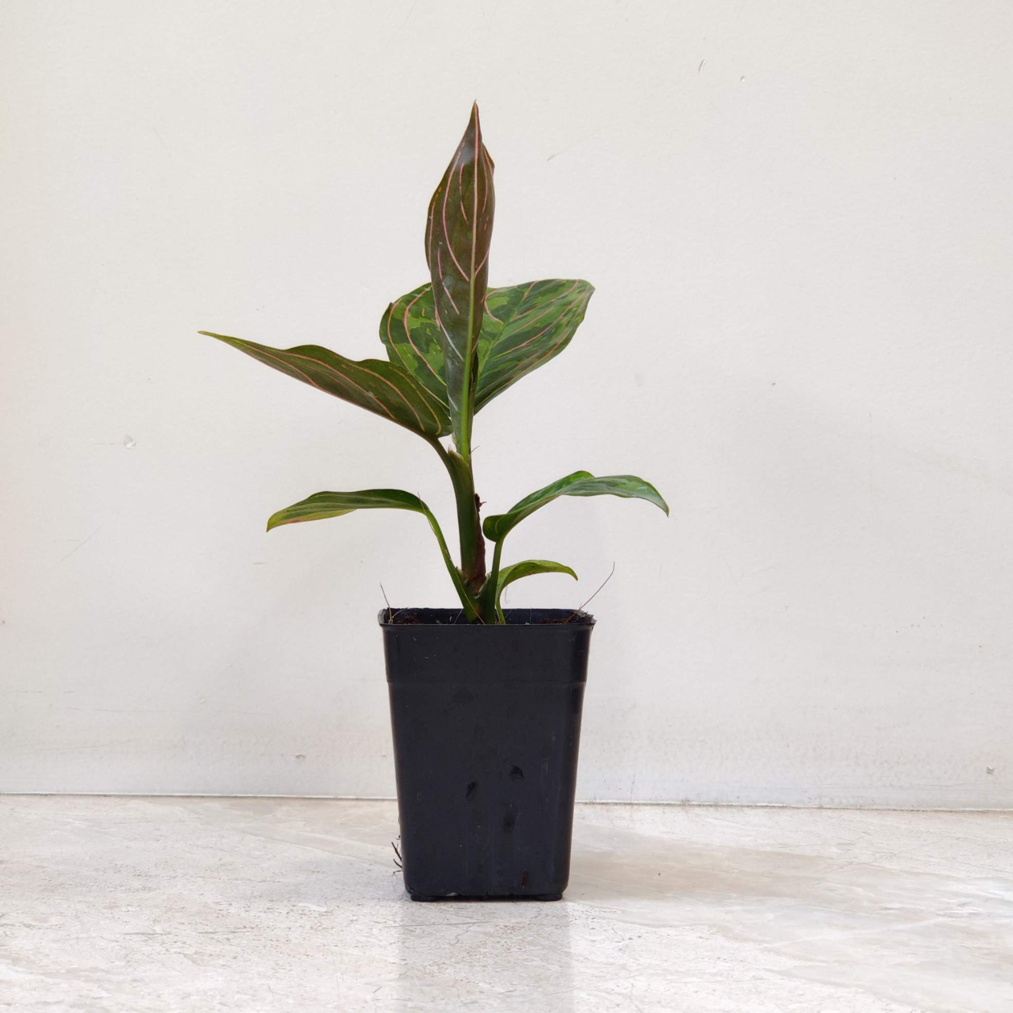 fiddle leaf fig trees for sale 24 Fiddle Leaf Fig Spray