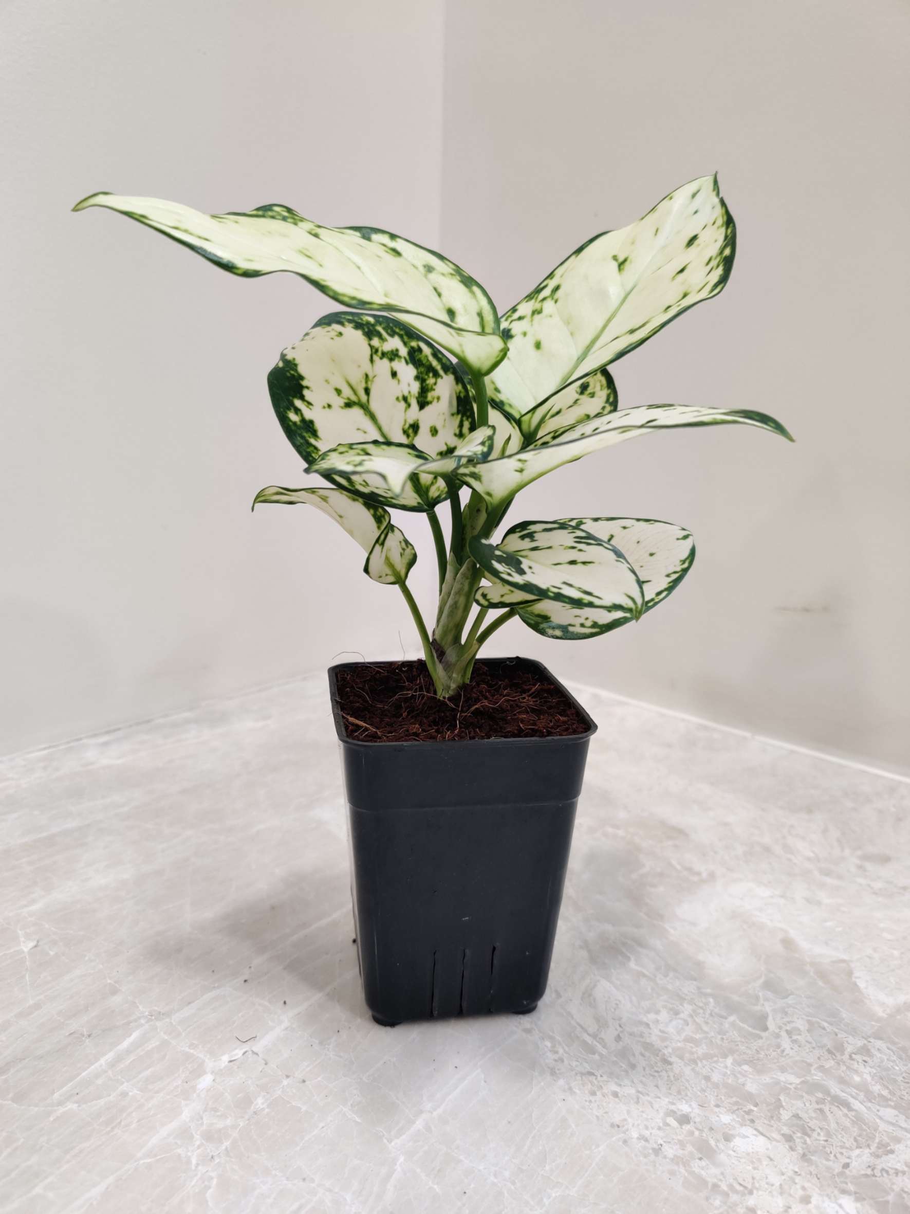 aglaonema super white care Aglaonema Super White