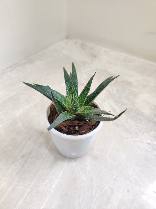 Aloe Zambezi Succulent Plant in White Pot