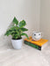 Money Plant Gift for Wealth and Prosperity