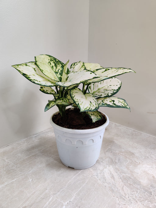 Indoor Aglaonema Super White Plant in White Pot