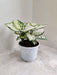 Indoor Aglaonema Super White Plant in White Pot