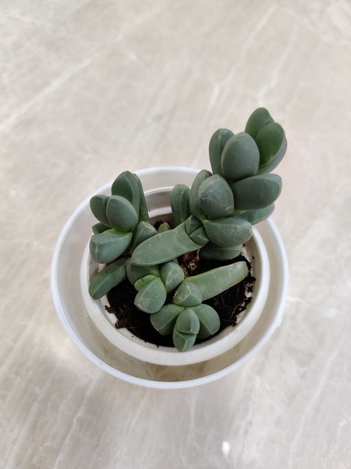 Resilient succulent for corporate gifting and easy care.